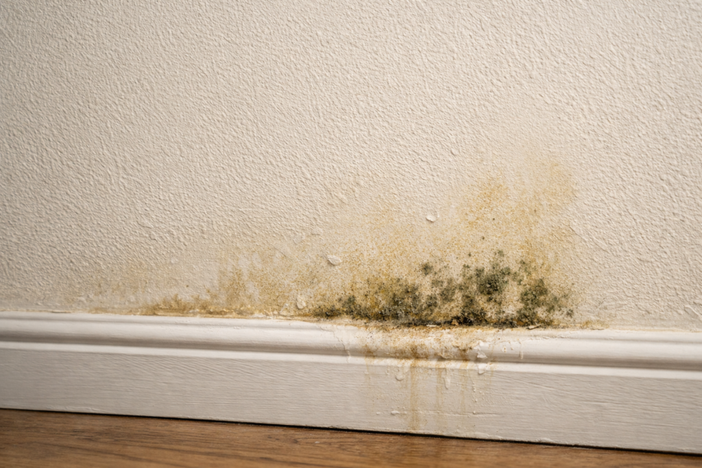 Damp patch and mould on a wall caused by hidden water leakage